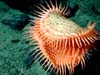 This unidentified cnidarian (invertebrate characterized by a radially symmetrical body and internal cavity) resembles a Venus flytrap.