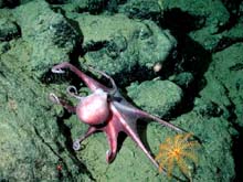This curious octopus (Benthoctopus sp.) was found at 2422 meters depth next to an orange stalked crinoid on the Davidson Seamount.