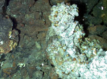 A glimpse of a biological community at a Forecast vent site.