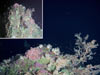 Pink basket stars, soft corals, sponges and tropical fish adorn Aquarium pinnacle at its shallowest point.