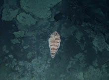 Jason caught this image of a tonguefish swimming in front of the camera.