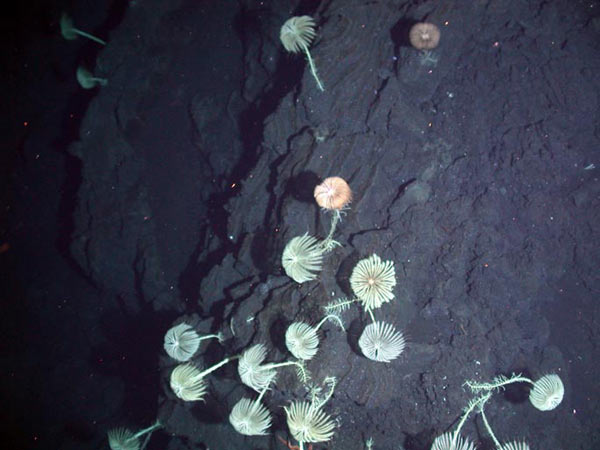Stalked crinoids clinging to the steep, basaltic terrain at Ruby volcano.