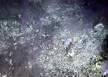 White smoke seeps out of the seafloor near the Cauldron sulfur pond.White smoke seeps out of the seafloor near the Cauldron sulfur pond.