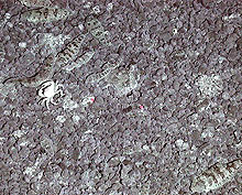 Tongue fish and crabs on the seafloor at Daikoku.