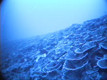 The deep stony coral reef off the island of Maui.