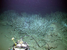 A large aggregation of tubeworms