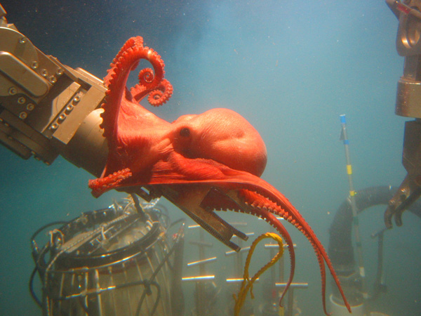 Southeastern US (SEUS) and Gulf of Mexico continental slope coral ecosystems.