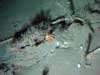 A small orange crab near a few scattered tubeworm individuals at 2180 meters depth in Atwater Valley.