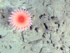 A solitary coral-like polyp captured with the downward looking still camera on the ALVIN.