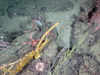 ALVIN captured this image of the elusive coral garden with the downward looking still camera.