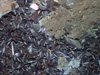 This single image was used in a mosaic of a mussel bed at Atwater Valley 340.