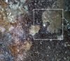This photomosaic is a careful compilation of multiple images taken of a mussel bed.