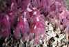 Purple soft coral from the coral garden.