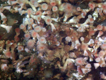 The scleractinian coral Lophelia pertusa, common in the Atlantic, was documented in the OCNMS in 2004 and again in 2006.