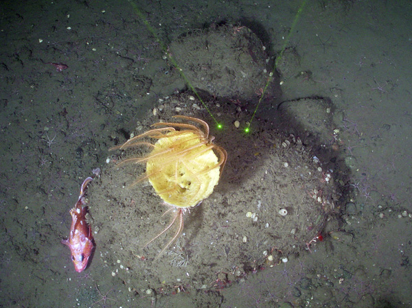 Glacial erratics with a large yellow vase sponge.    