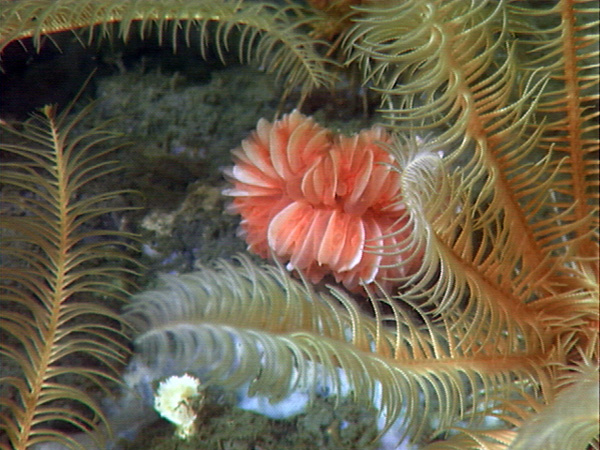 cup coral Desmophyllum  