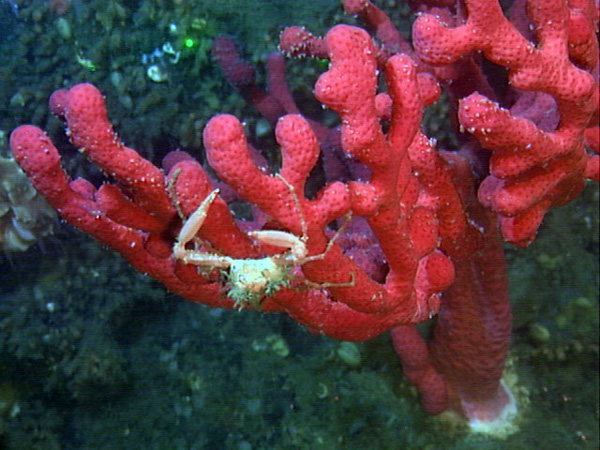 Paragorgia colonies provide habitat for invertebrates, such as crab and shrimp.