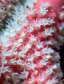 Close up of individual polyps of the colonial octocoral Paragorgia