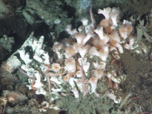 Lophelia pertusa colony individuals with their tentacles extended.