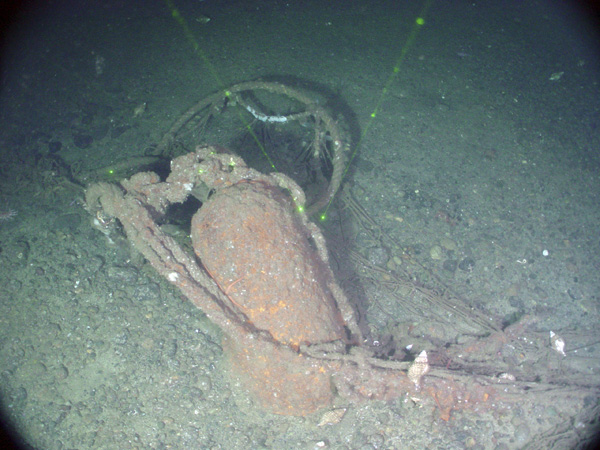 Lophelia pertusa colony individuals with their tentacles extended.