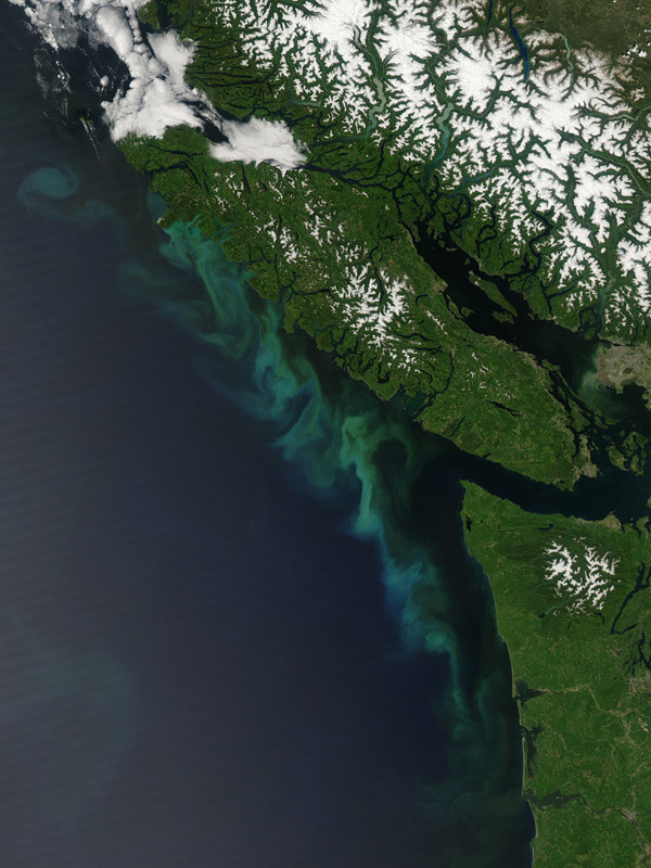 Map of known deep coral occurrences in and around Olympic Coast National Marine Sanctuary