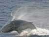 Humpback whale (Megaptera novaeangliae) breaching.