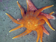 The sun star Solaster dawsoni attacking the spiny red sea star Hippasteria spinosa