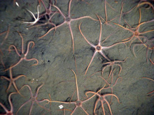 Brittle stars on the seafloor