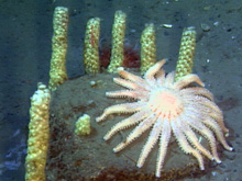 The sunflower star Pycnopodia helianthoides, is shown with whelkegg cases