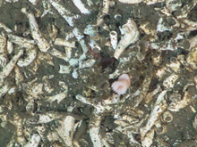 Lophelia rubble with single live polyp at base of the monolith.  