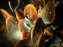 mussels