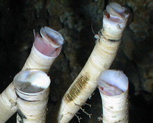 tubeworms