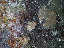 mussel bed