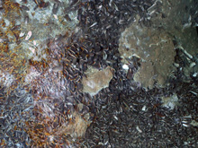 mussel bed