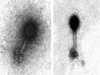 Transmission Electron Microscope (TEM) image of marine bacteriophage.