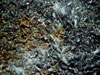One of approximately 120 images used to stitch together a large photomosaic of what is unofficially being called the Big Mussel Bed at Atwater Valley 340.