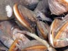 Performing stable isotope analysis on representative samples from this mussel community will help scientists better understand feeding relationships between organisms.
