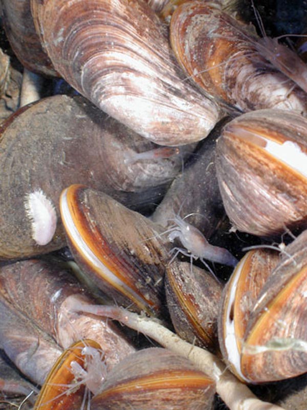 Performing stable isotope analysis on representative samples from this mussel community will help scientists better understand feeding relationships between organisms.