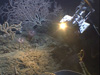 A video grab from the Jason science camera’s video of the Aquapix macro-camera taking close up images of some of the organisms in the Coral Garden.