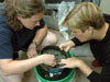 Scientist carefully separate the macrofauna and meiofauna using a sieve.