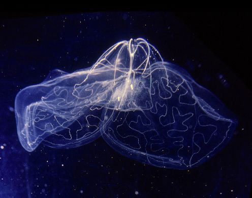 transparent lobate ctenophore