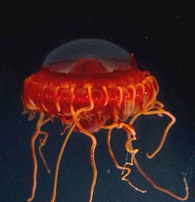 This lovely red medusa, Atolla gigantea, about 15 cm in diameter, was
      collected in midwater by the ROV and photographed in the bigger kreisel.