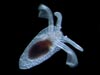 Hydromeles globulosa, a gymnosome pteropod (a type of pelagic mollusc)