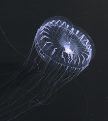 Figure 2.  A jellyfish in the genus Aequorea swims in the
planktonkreisel. 