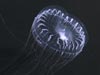A jellyfish in the genus Aequorea swims in the planktonkreisel.