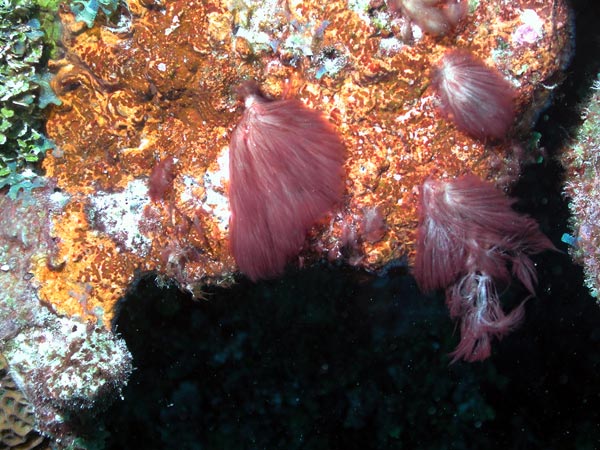 Tufts of filamentous cyanobacteria form large accumulations of individual microscopic cells that are visible to the naked eye. 