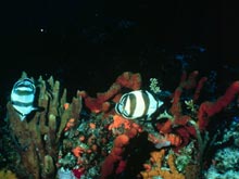 The butterfly fish, Chaetodon striatus, feeding on sponges of a Caribbean reef.