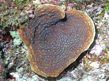 Plating Agaricids are common down to about 200 ft on the Little Cayman walls.