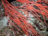 Several species of gorgonian octocorals occur on deep reefs.