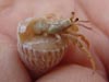 This is a picture of a hermit crab found at the steps of the Little Cayman Research Center.
